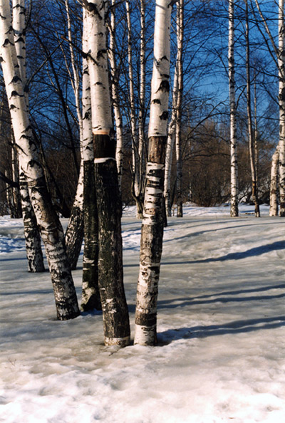 photo "Birchwood" tags: landscape, forest, spring