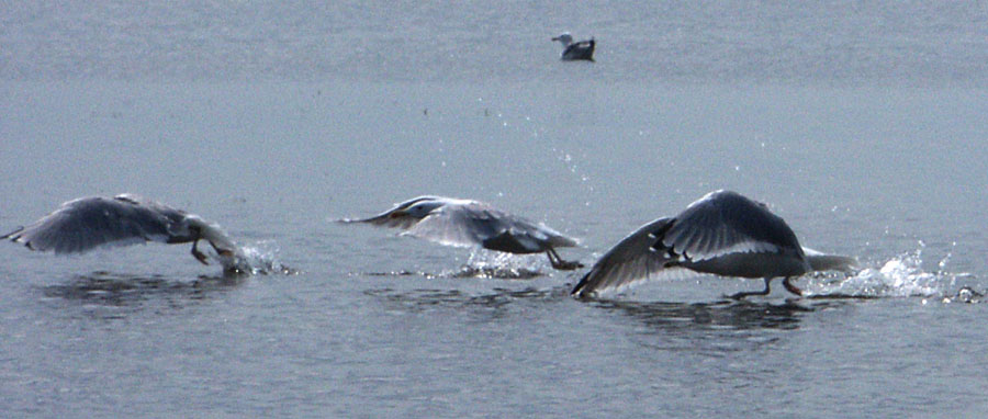 photo "Run" tags: nature, genre, wild animals