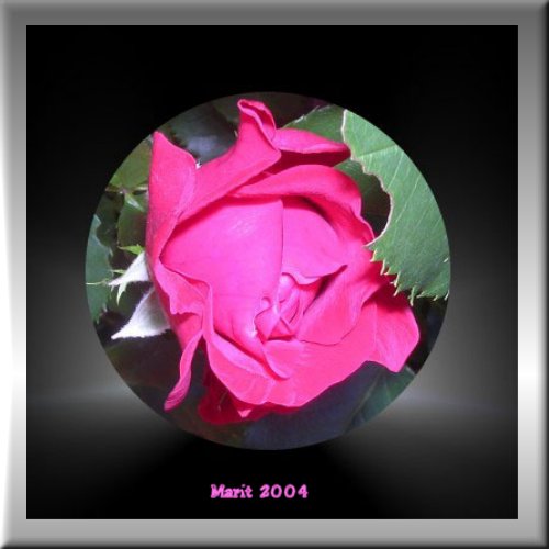 photo "My Rose" tags: montage, macro and close-up, 