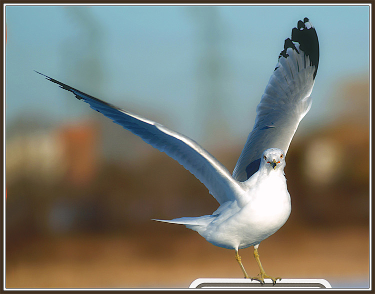 photo "Ready to dance!" tags: nature, wild animals