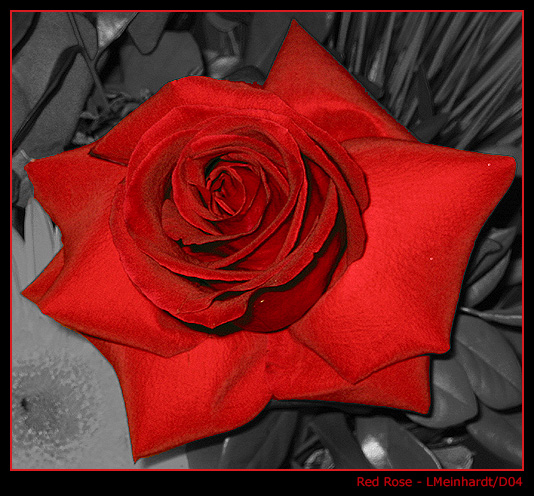 photo "Roses are Red" tags: nature, macro and close-up, flowers
