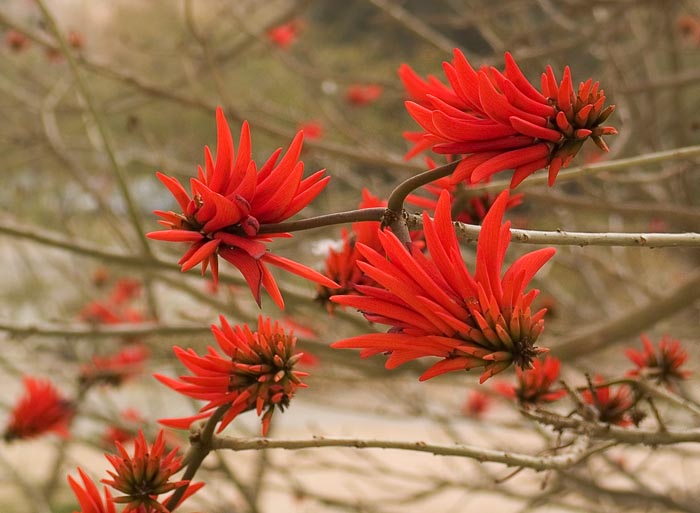 photo "Erythrina corallodendrum" tags: nature, flowers