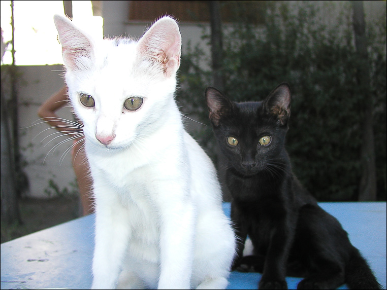 photo "What is THAT? or White pussy cat & Black cat" tags: humor, nature, pets/farm animals