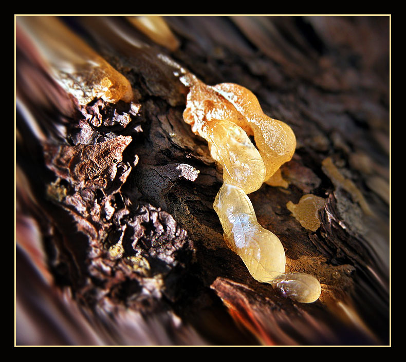 photo "Birth of amber..." tags: nature, macro and close-up, 