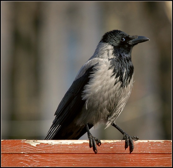 photo "Artful a raven" tags: nature, genre, wild animals