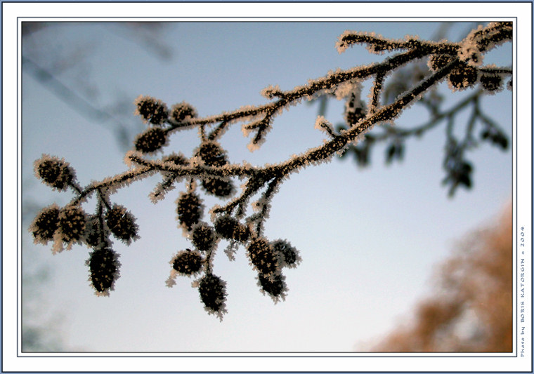 фото "Зимняя ольха" метки: макро и крупный план, природа, цветы