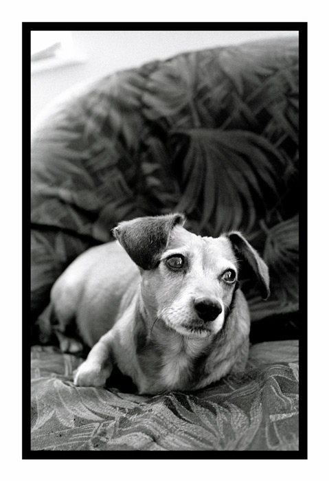 photo "Tom the dog" tags: nature, pets/farm animals