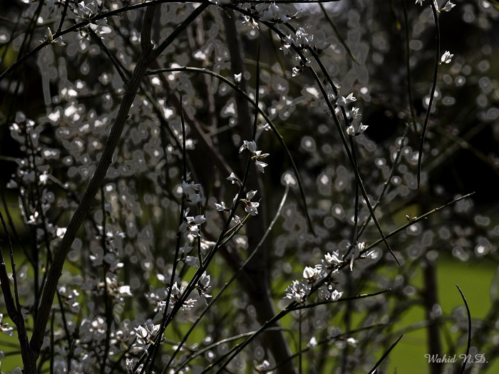 photo "Ode to Spring #1" tags: nature, flowers