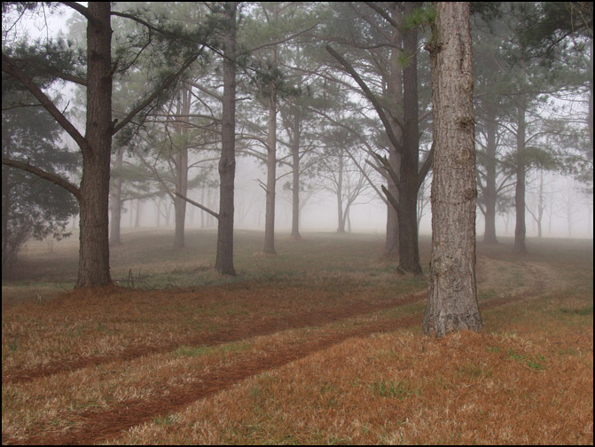 photo "Forgotten Path" tags: landscape, forest