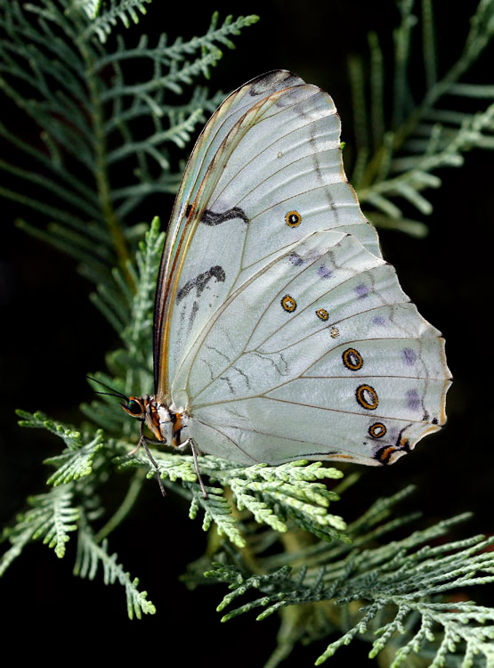 photo "White Morpho Polyphemous" tags: nature, insect