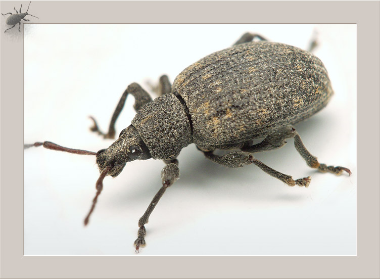 photo "Grey bug - 1" tags: macro and close-up, nature, insect