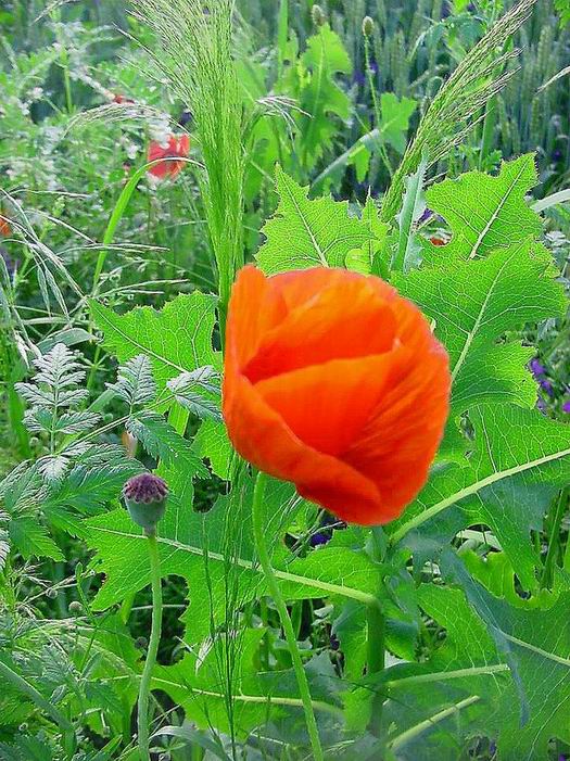 photo "Paints of  field." tags: nature, landscape, flowers, summer