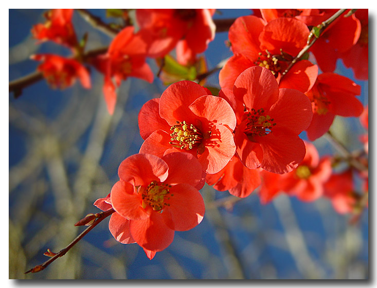 photo "Diagonal" tags: nature, landscape, flowers, spring