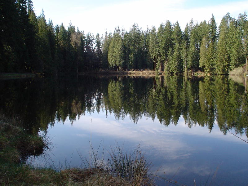 photo "Simply lake" tags: landscape, forest, water