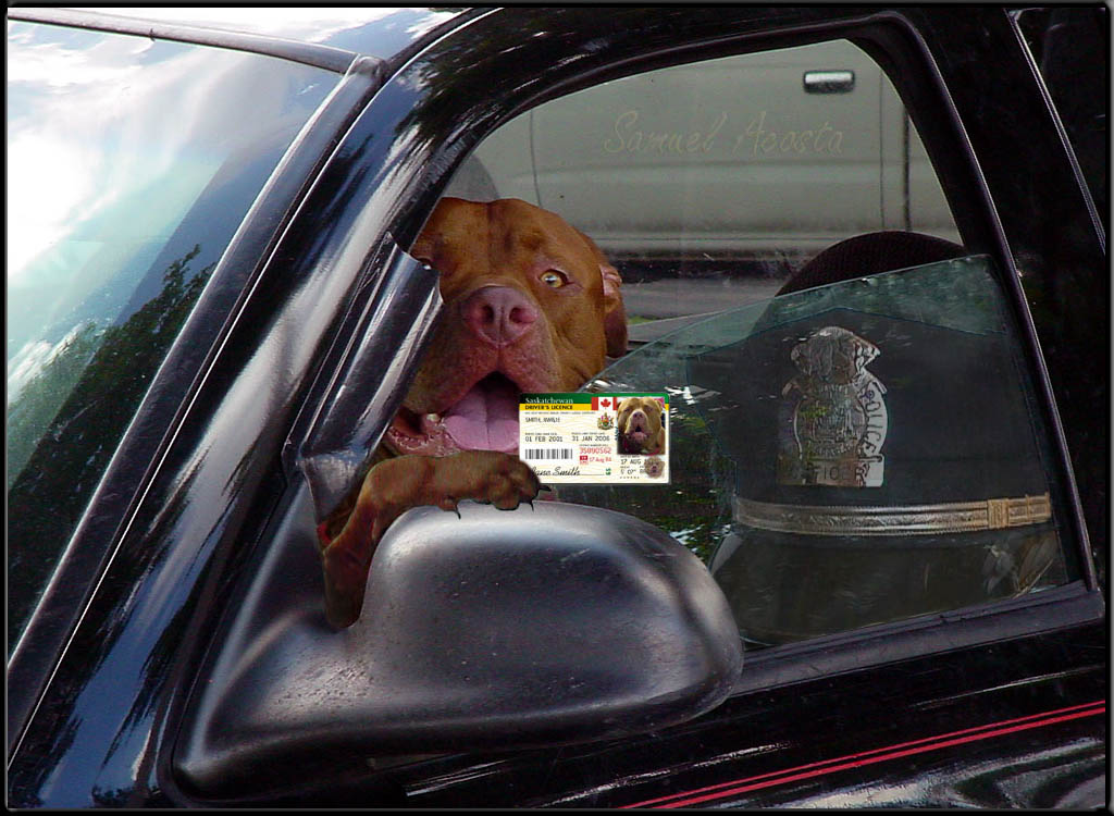 photo "Was I speeding, Officer?" tags: humor, nature, pets/farm animals