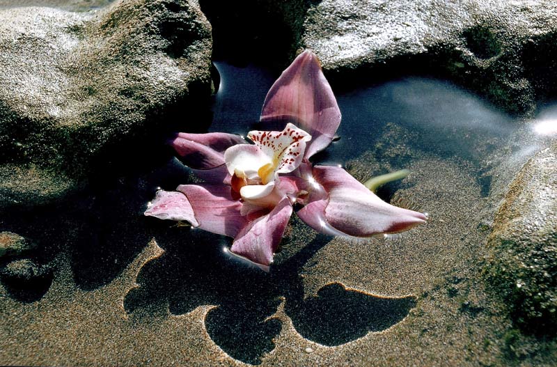 photo "The Lonly Flower" tags: still life, landscape, water