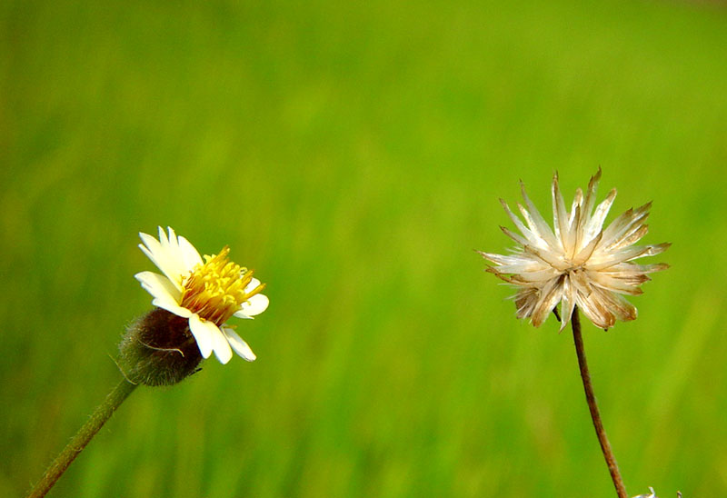 фото "Young and Old" метки: природа, цветы