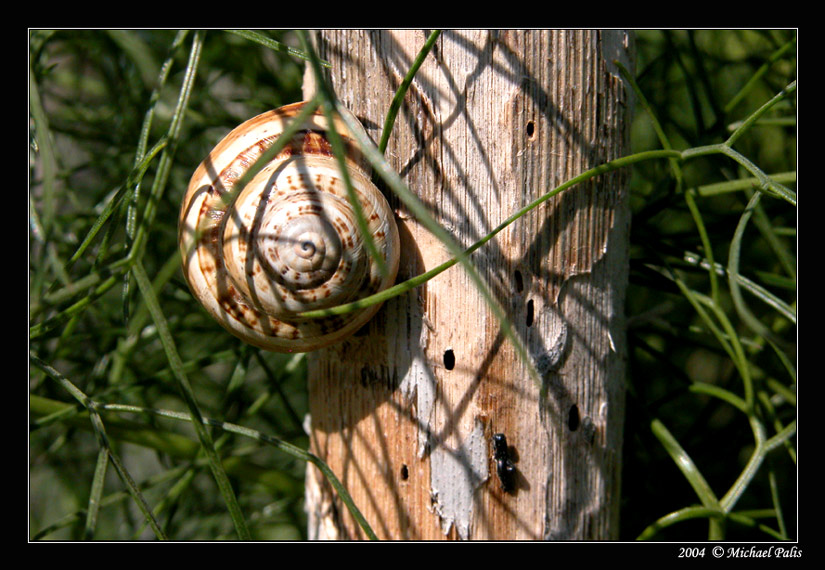 photo "A way to the top!!" tags: macro and close-up, nature, insect