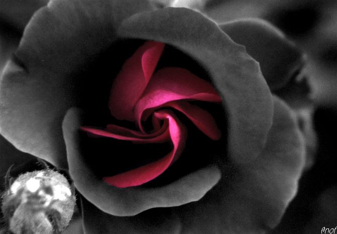 photo "Rose" tags: misc., 
