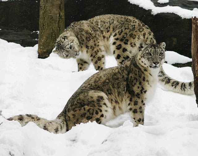 photo "Snow Leopards" tags: nature, wild animals