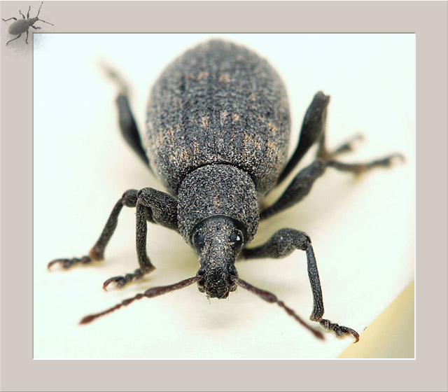 photo "Grey bug - 3" tags: macro and close-up, nature, insect
