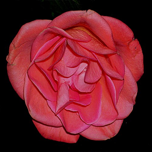 photo "ROSE" tags: montage, reporting, 