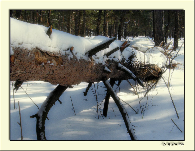 photo "fur-trees - a stick #1/series: Orlovshchina/" tags: landscape, nature, winter