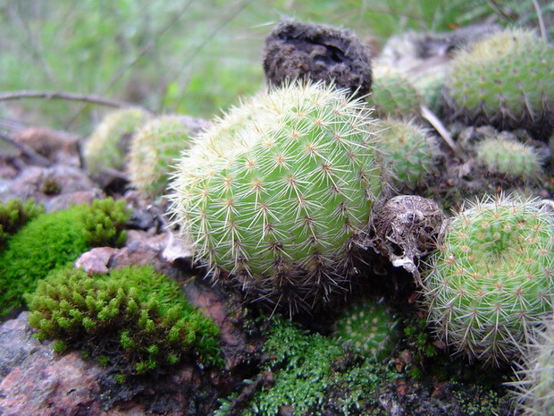 фото "A Micro Garden" метки: природа, макро и крупный план, цветы