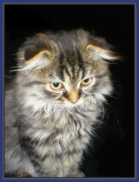photo "Kitten named Bonnie" tags: PF life, humor, 