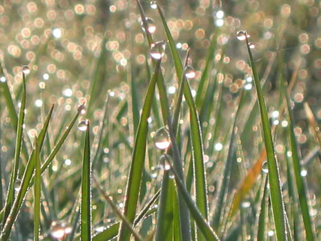 photo "Dew" tags: nature, flowers