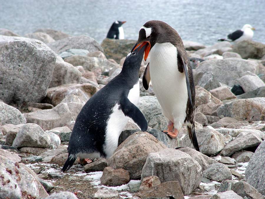 photo "Parental love" tags: travel, 
