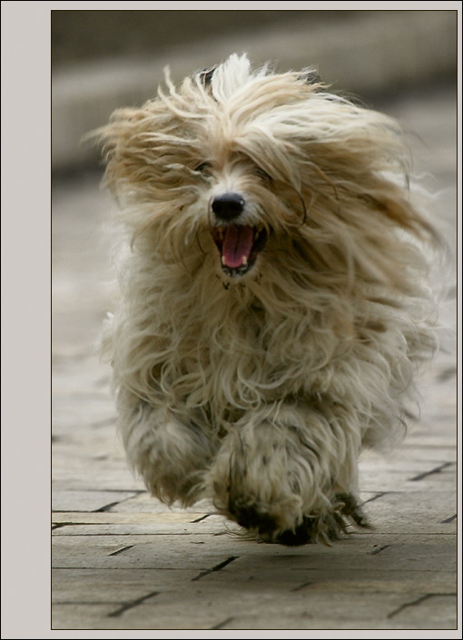 photo "About a hastening dog" tags: nature, humor, pets/farm animals
