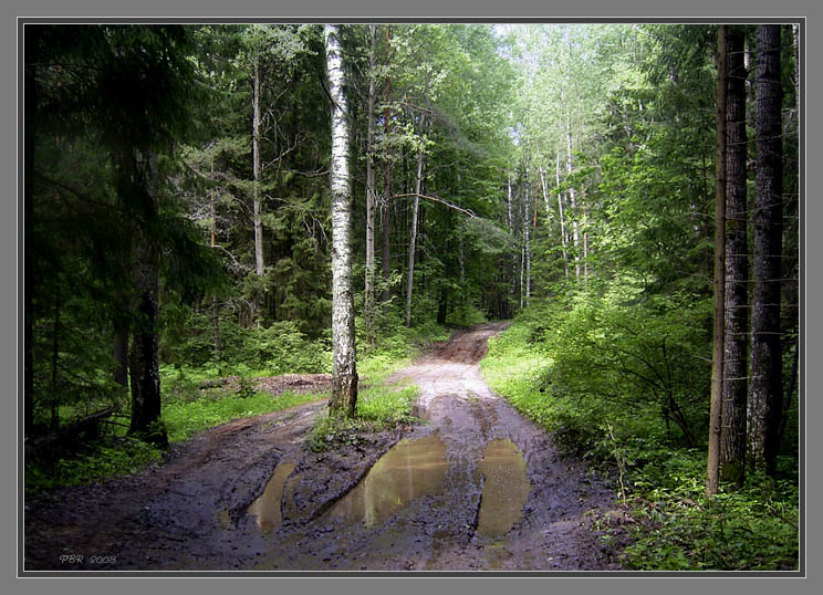 photo "Here leshy wanders... Or goes." tags: landscape, forest