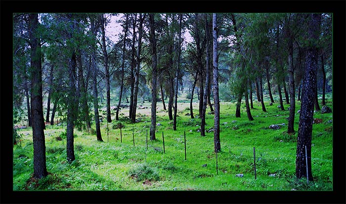 фото "Лес" метки: пейзаж, природа, лес, цветы