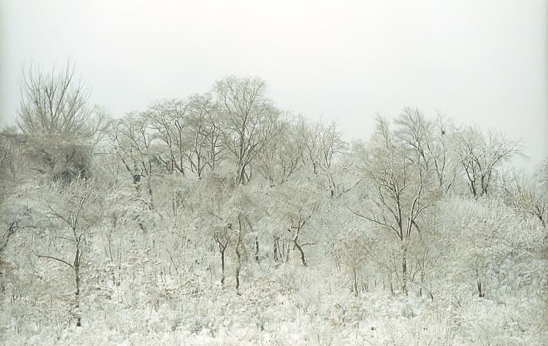 photo "The Beauty of the Last Winter..." tags: landscape, nature, winter