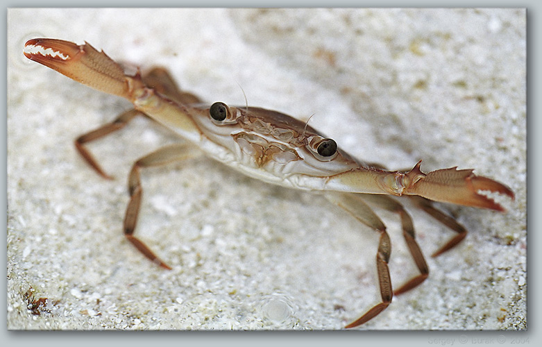 photo "Hearty welcome with outstretched pincers" tags: nature, travel, wild animals