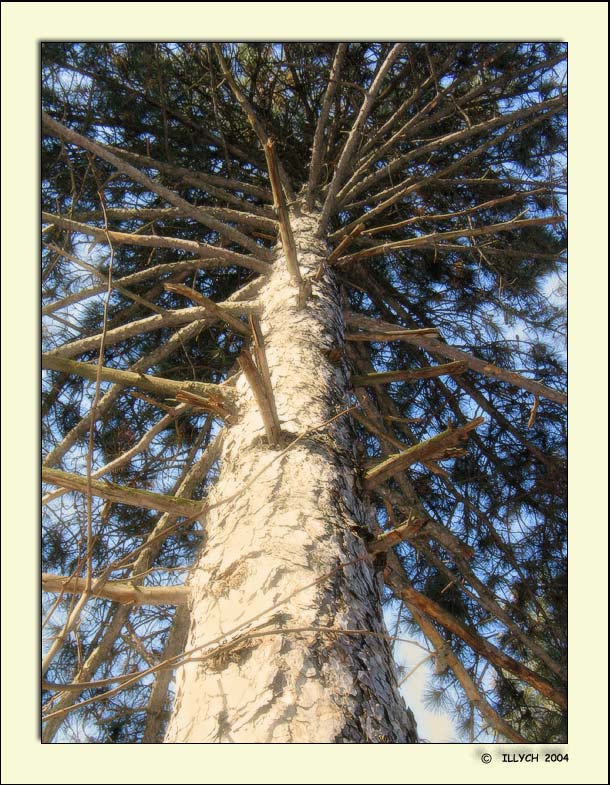 photo "fur-trees - a stick #2/series: Orlovshchina/" tags: landscape, nature, winter