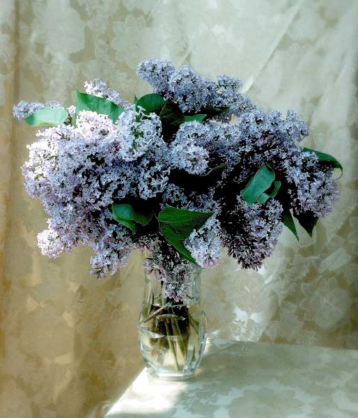 photo "Chinaberry Bouquet" tags: still life, nature, flowers