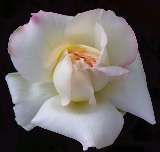 photo ""Petal Pusher"" tags: nature, landscape, flowers, spring