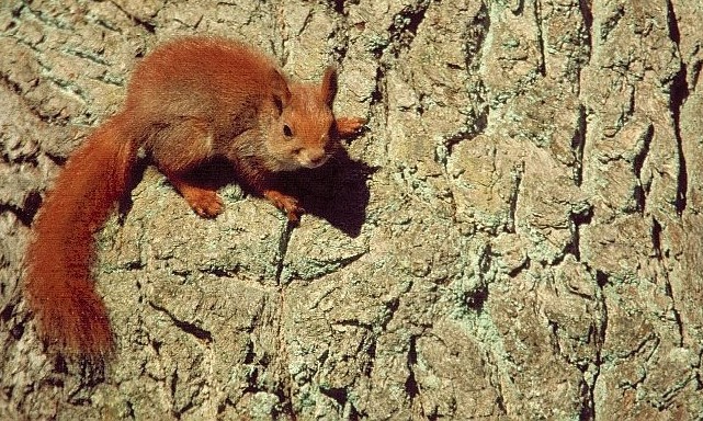 photo "on the oak" tags: misc., 