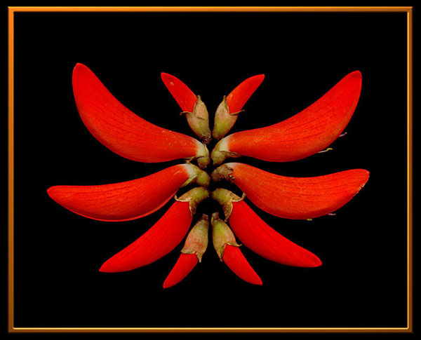 фото "Erythrina corallodendrum 3: Бабочка" метки: природа, фотомонтаж, цветы