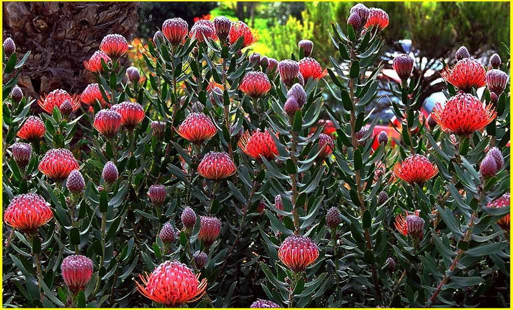 photo "Red Hot Artichokes" tags: misc., 