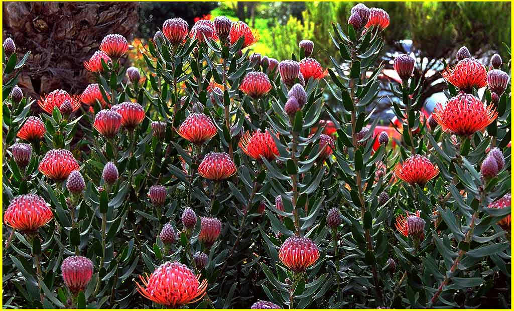 фото "Red Hot Artichokes" метки: разное, 