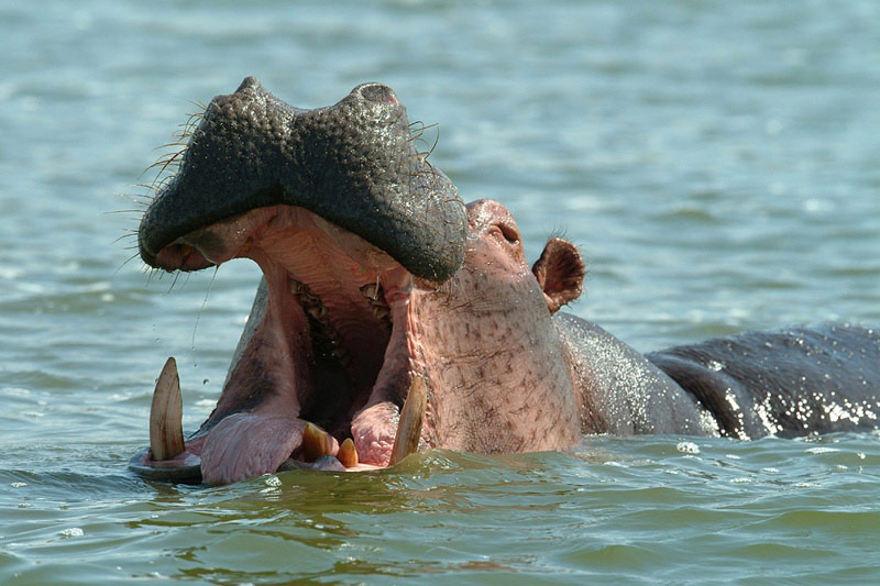 photo "Bigmouth" tags: nature, wild animals