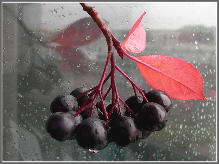 photo "Rain, rain over again..." tags: nature, flowers