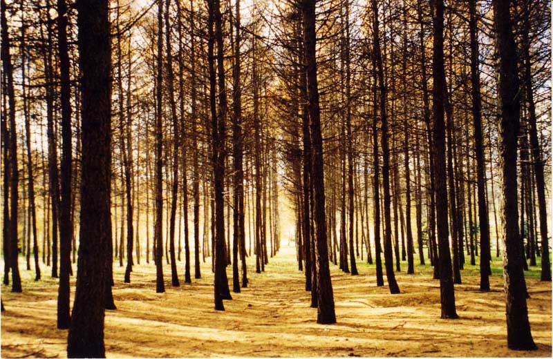 photo "Geometry of perspective" tags: landscape, autumn, forest