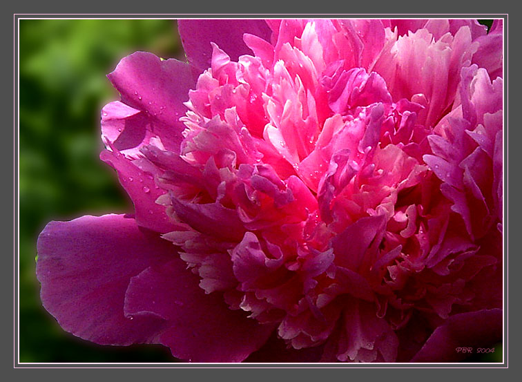 photo "Pink and fluffy" tags: nature, flowers