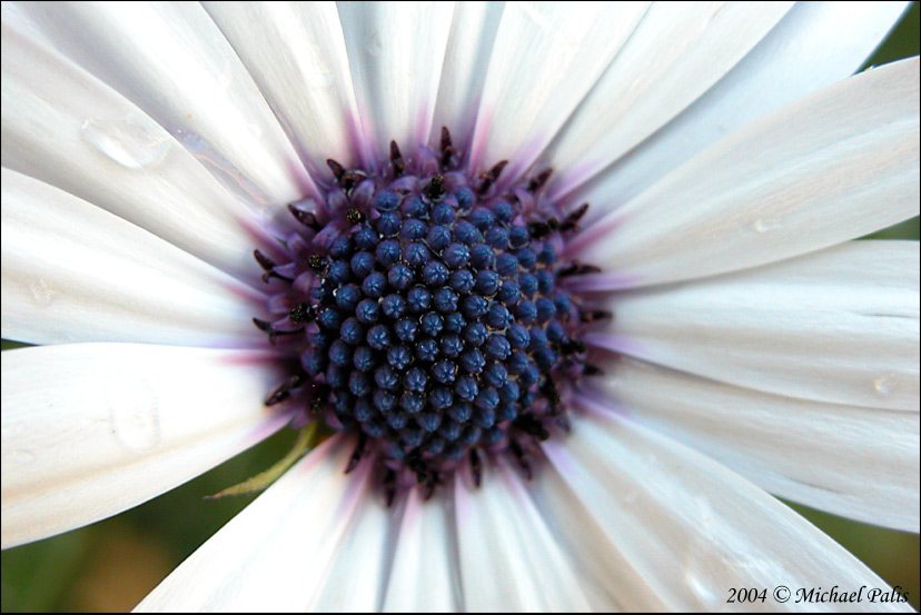 photo "Margaritas Heart!!" tags: nature, macro and close-up, flowers