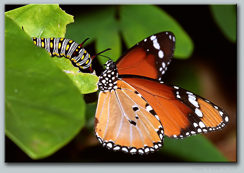 photo "Really I was such?" tags: nature, macro and close-up, insect