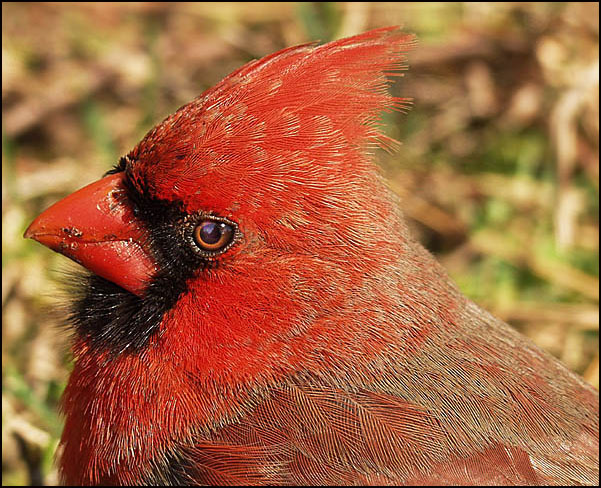 photo "Natural Redhead" tags: nature, portrait, wild animals